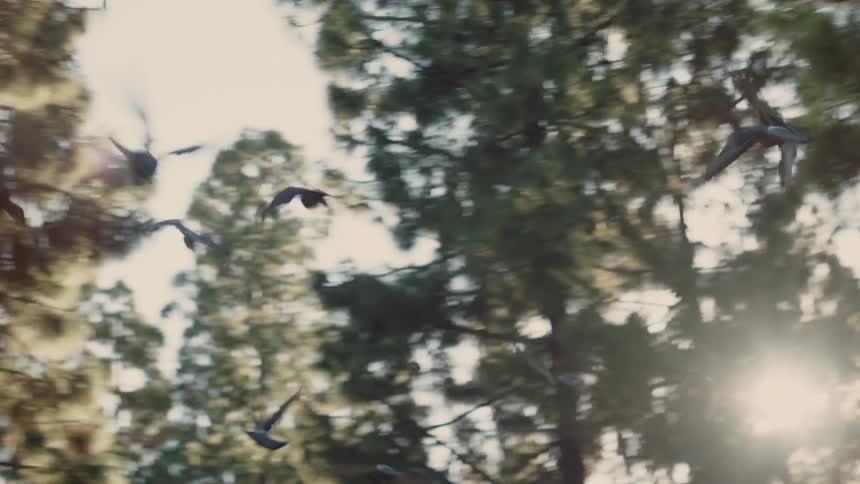 Flock of birds fly through the trees