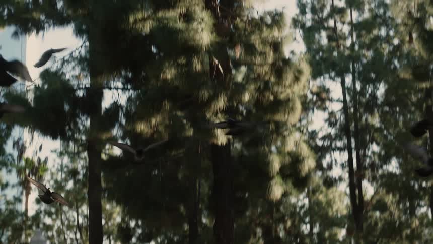 Birds fly away in a city park