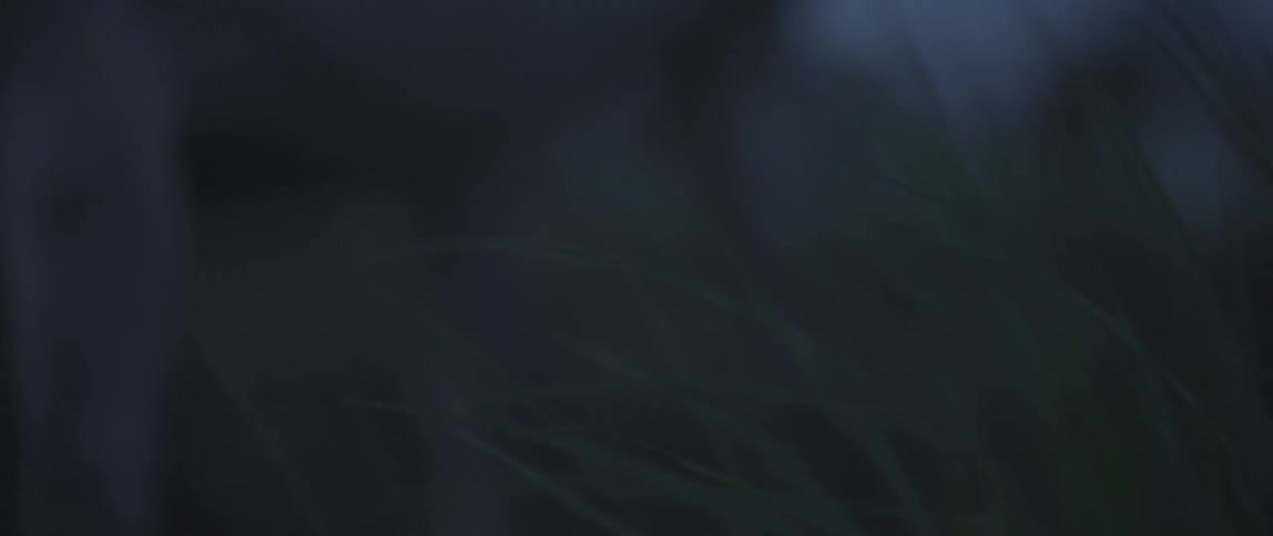 Grass blowing in the wind on a cloudy evening