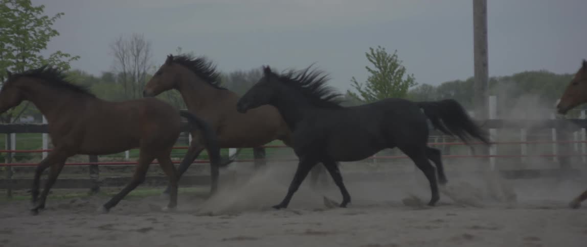 Horses run inside a corral