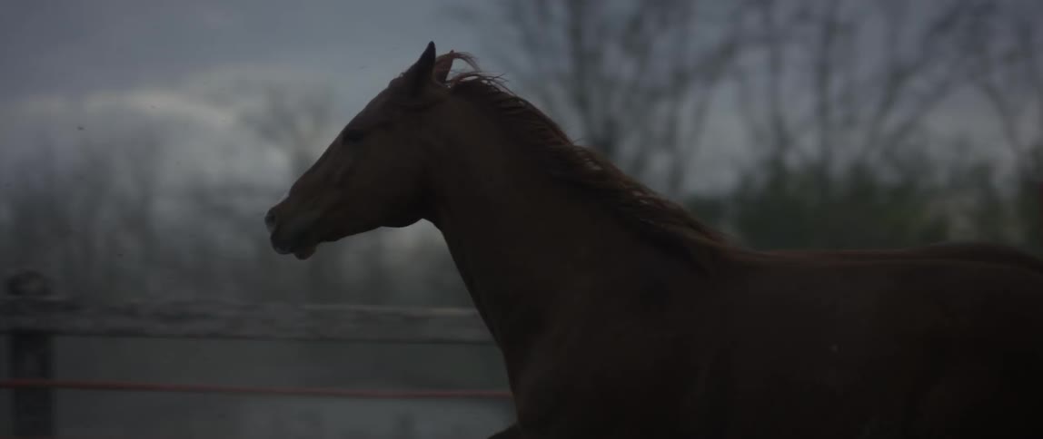 A horse is racing on a cloudy day