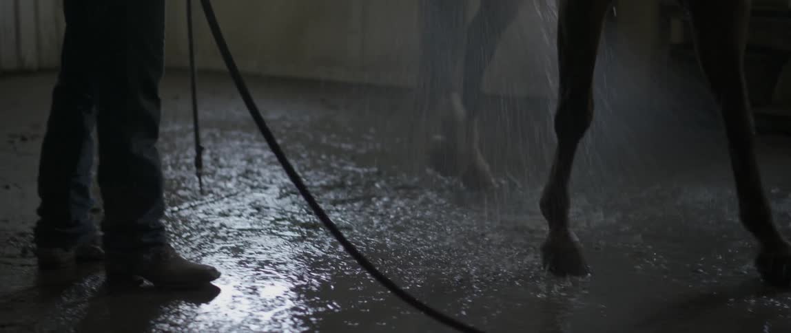 Person hoses off a horse with a hose