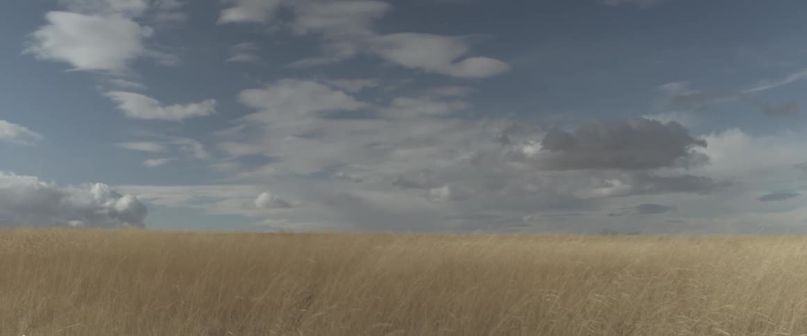 Grass sways in the breeze on a stormy day