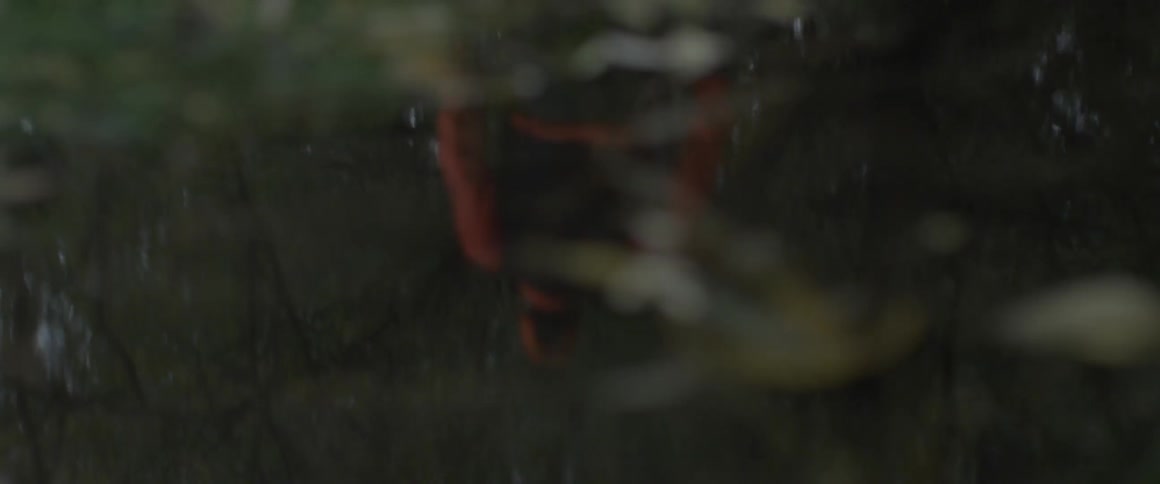 Person walks through forest in the fall