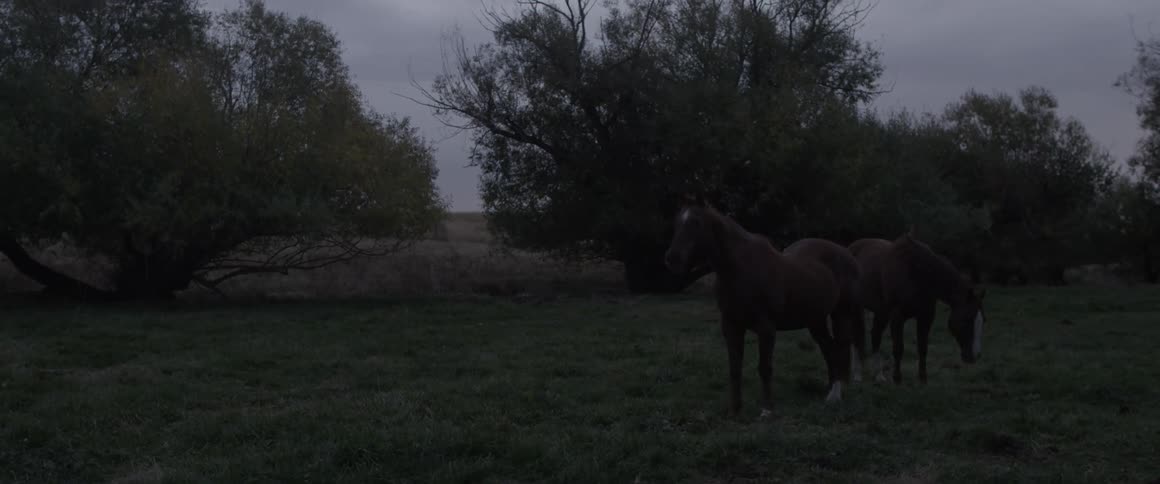 Horses stand and graze in a grass field