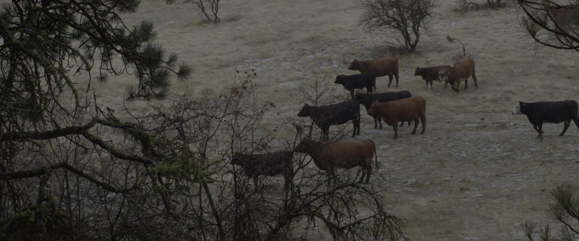 Cows stand together on the field