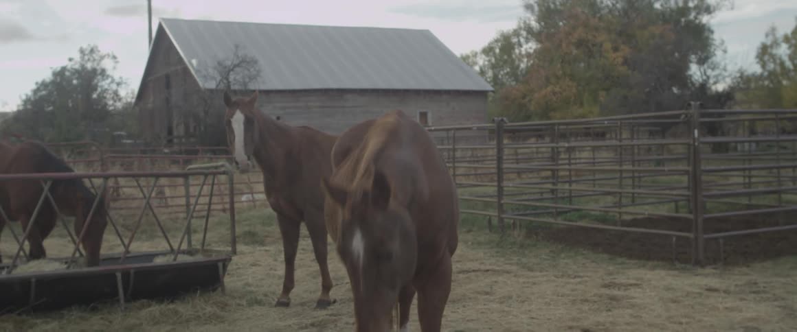 Horses in a paddock eat hay