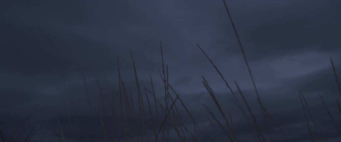 Stalks of wheat grass sway in the wind on a stormy day