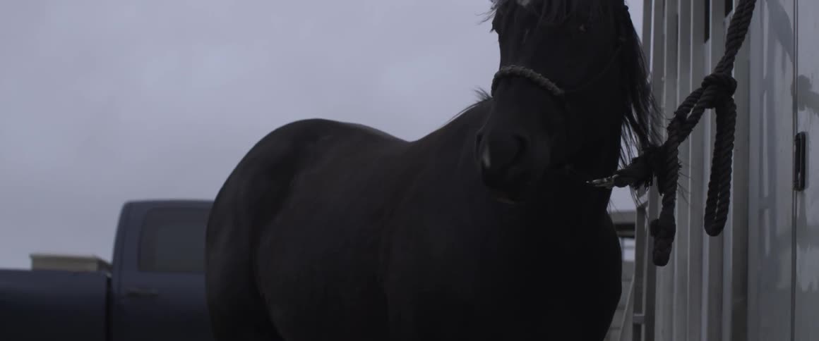 A horse is tied up to a fence