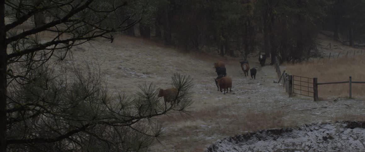 Cattle walk near a fence and trees