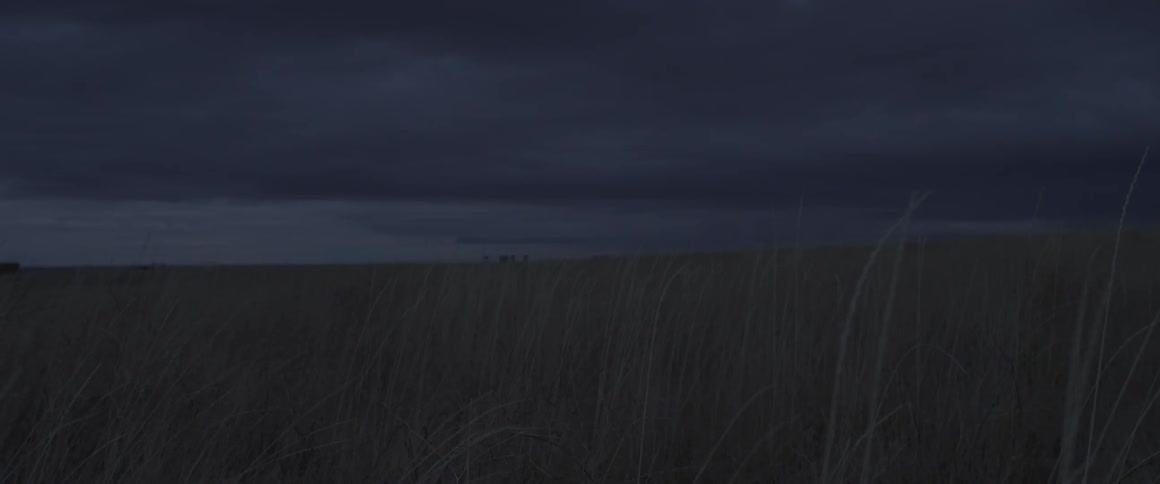 Grassy field with tall weeds blowing in the wind at night