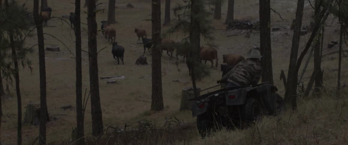 A man on a four wheeler is herding animals down a hill