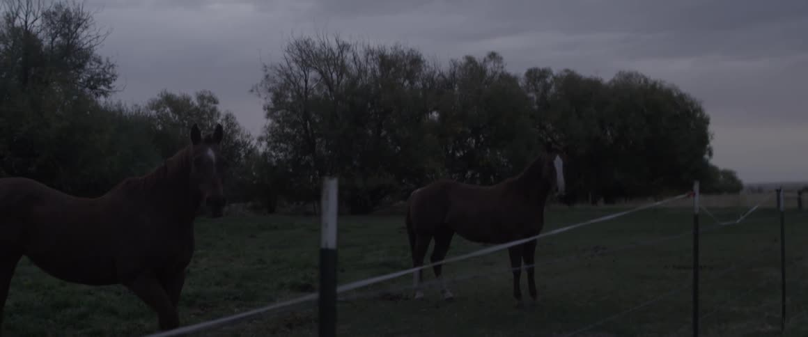 Two horses stand behind a thin fence