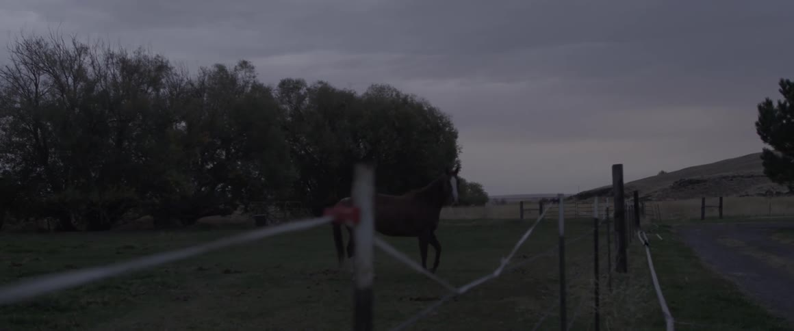 Brown horse moves towards a fence