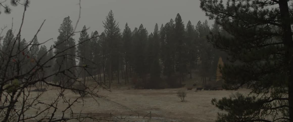 A herd of animals walks by a cluster of pine trees