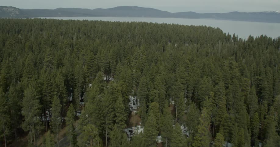 The forest is full of tall trees by the lake in Lake Tahoe, California