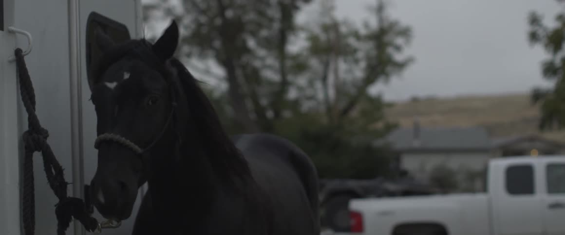 A horse stands tethered to a trailer outside on a windy day