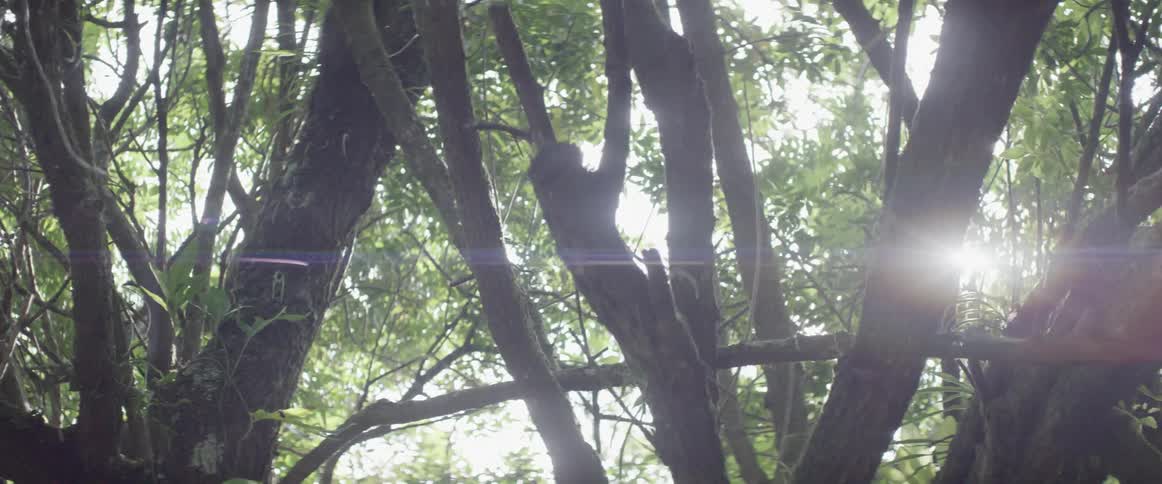 Trees and leaves are being filmed from underneath