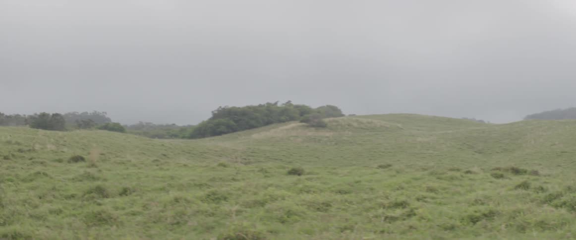 Grass covers the filed under a hazy sky