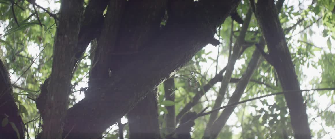 Intertwined tree branches hang above in a thick brush