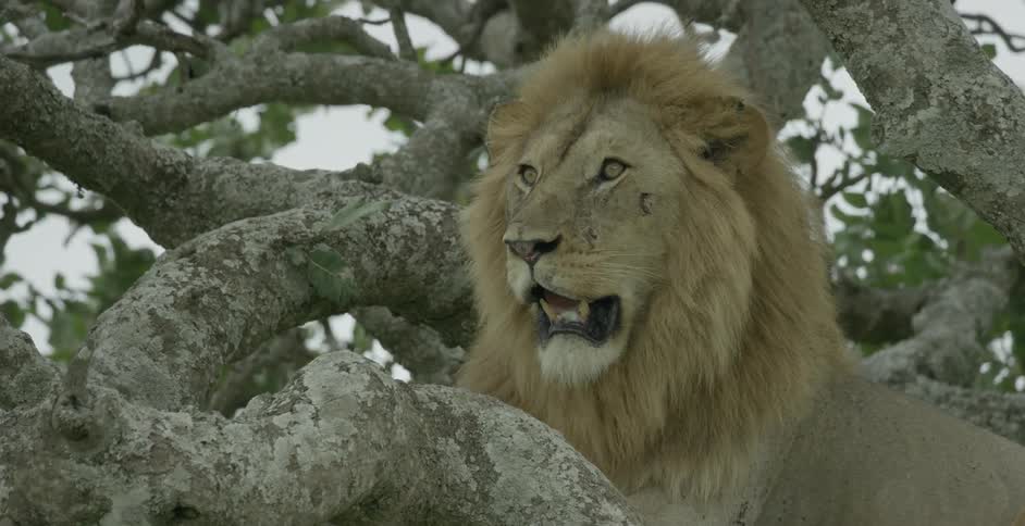 A lion is sitting in the tree breathing