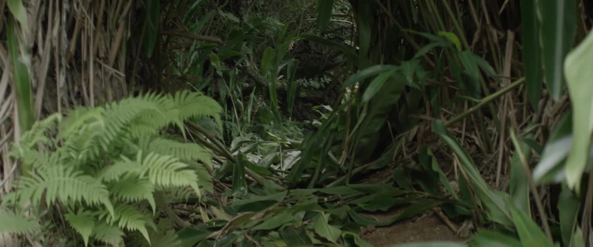 The forest is lush with a small path cut through