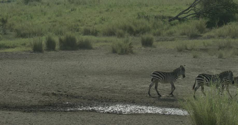 Zebra walk across the field on a sunny day