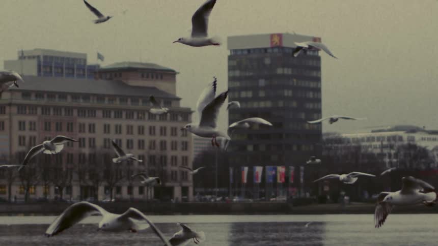 Seagulls fly above the water near a city