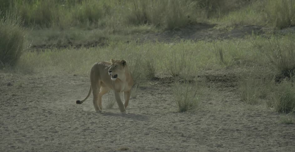 A lion walks across the field