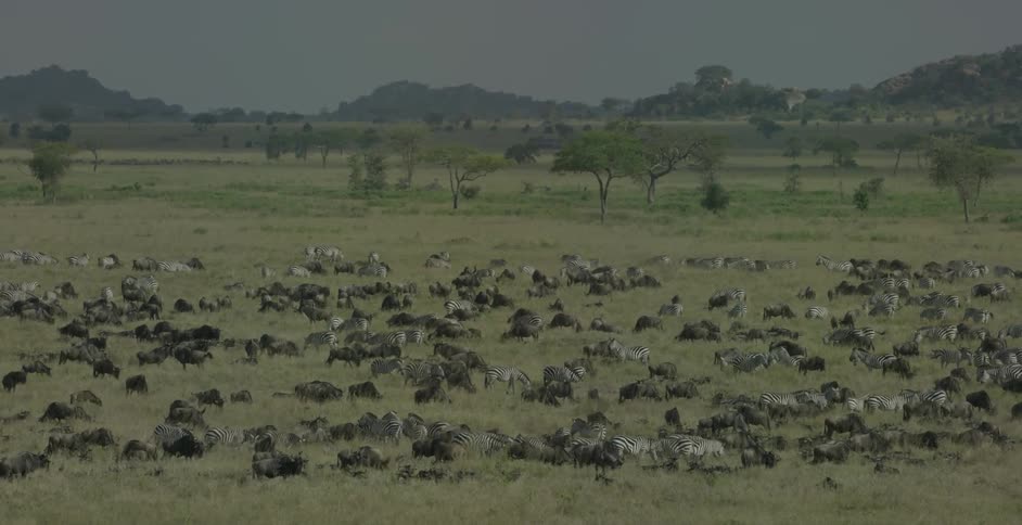 The field is full of animals all together