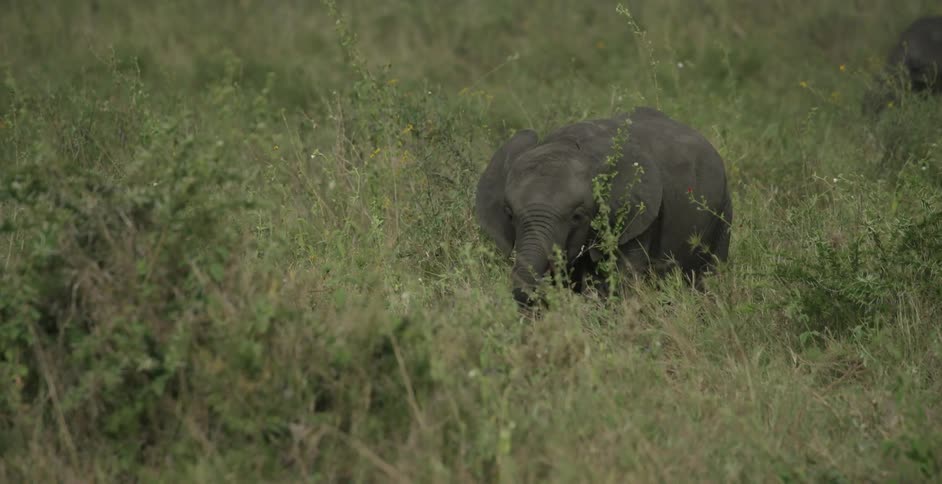 A baby elephant grazes in a grassy field