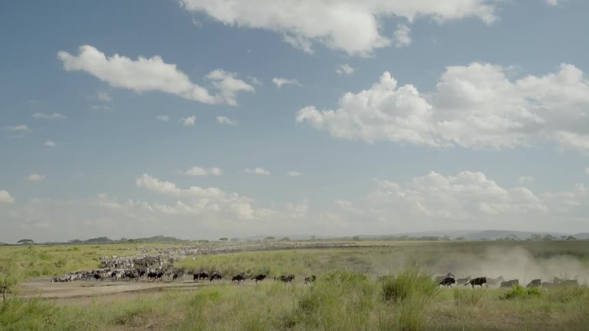A herd of animals run on a trail in a field