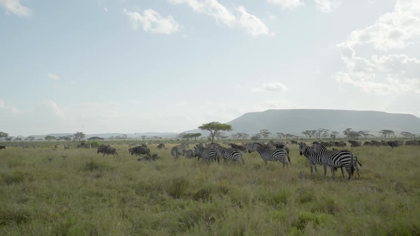Zebras and wildebeests roam on an african plain