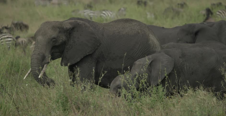 Elephants walk in a grassy field near zebras