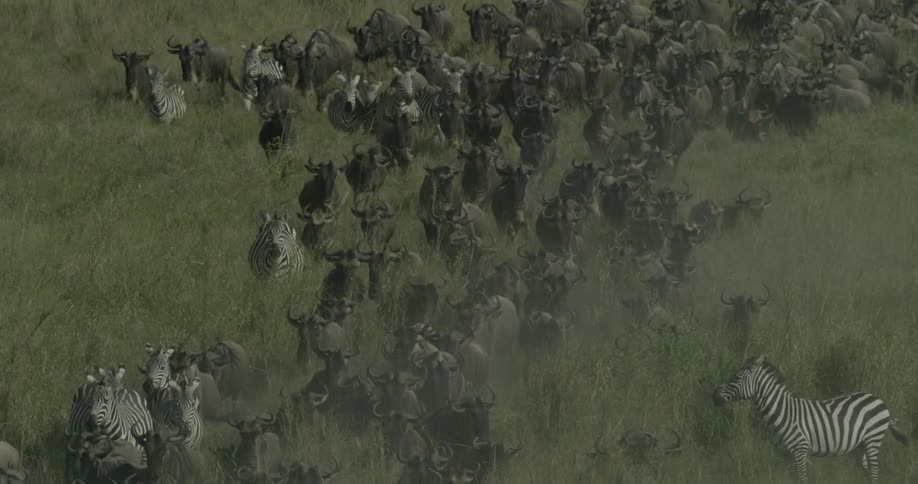 Herd of zebras stampede through a grassy field