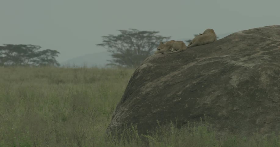 Lions lounge on top of a large boulder during the day