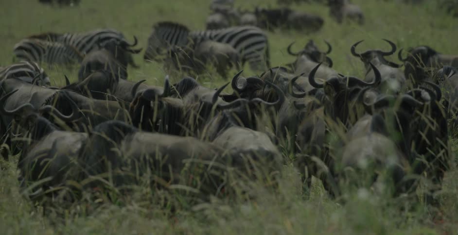 Zebras and wildebeest graze in a field