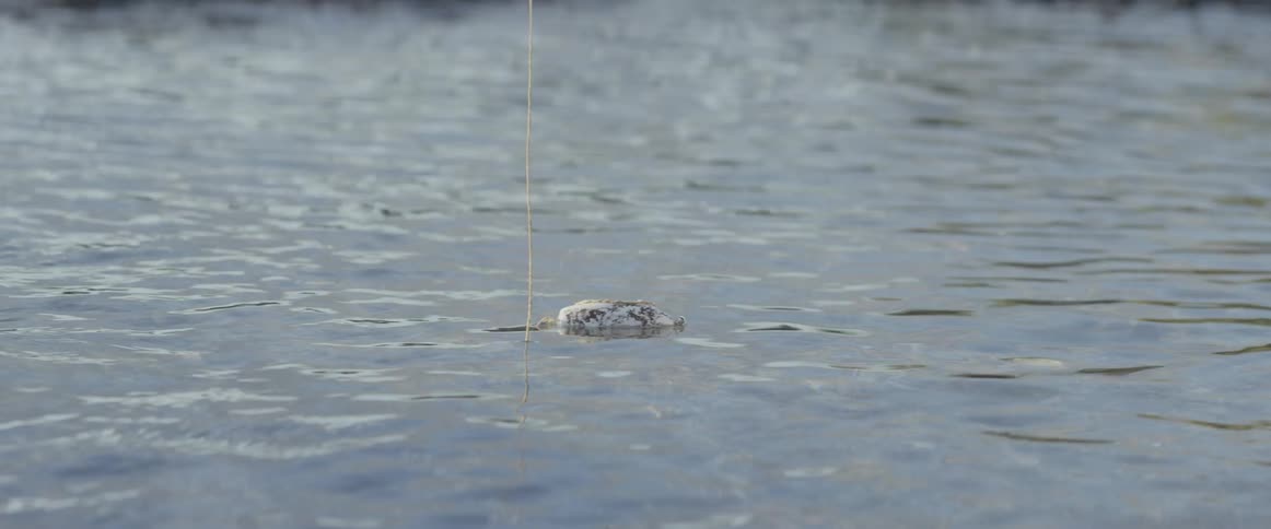 Line in water with a bobber floating