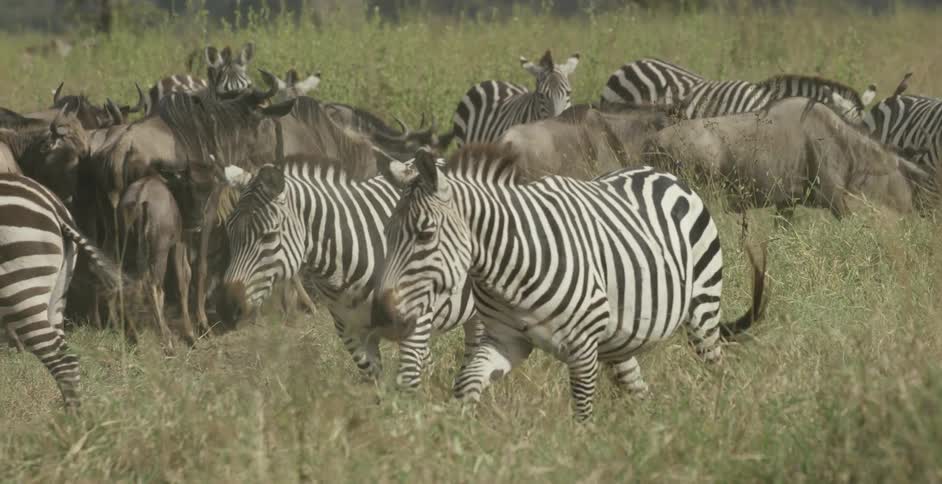 Herd of zebras walk through tall grass