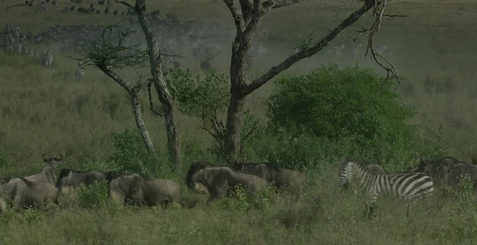A herd of zebra and musk oxen run near a tree