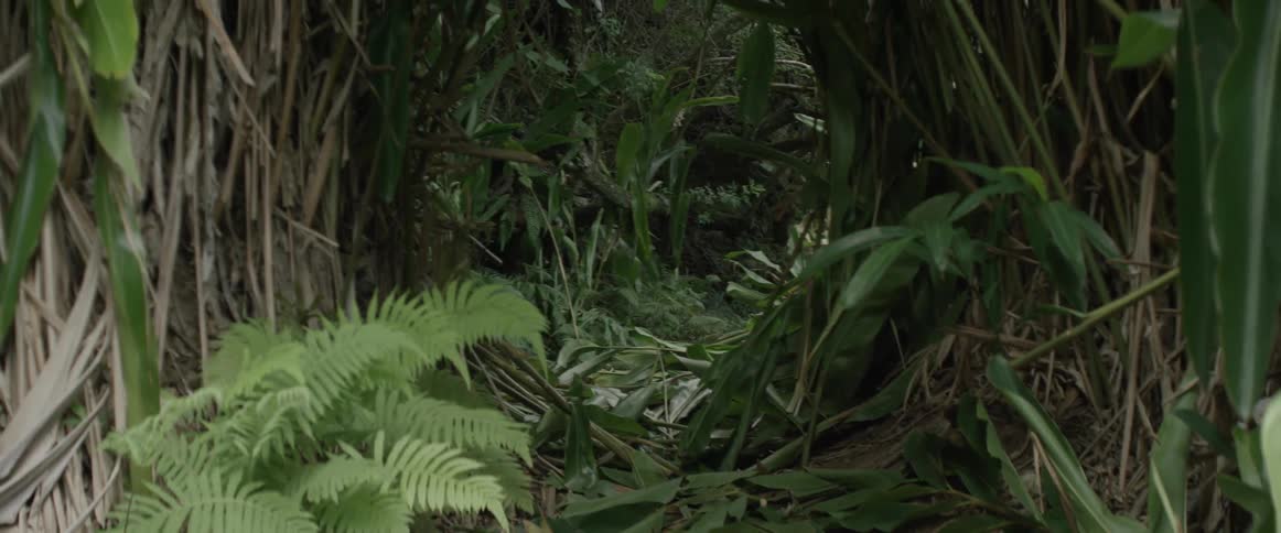 The forest is lush and green on a sunny day