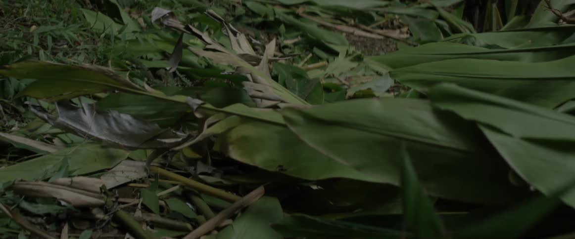 The ground is covered with cut branches