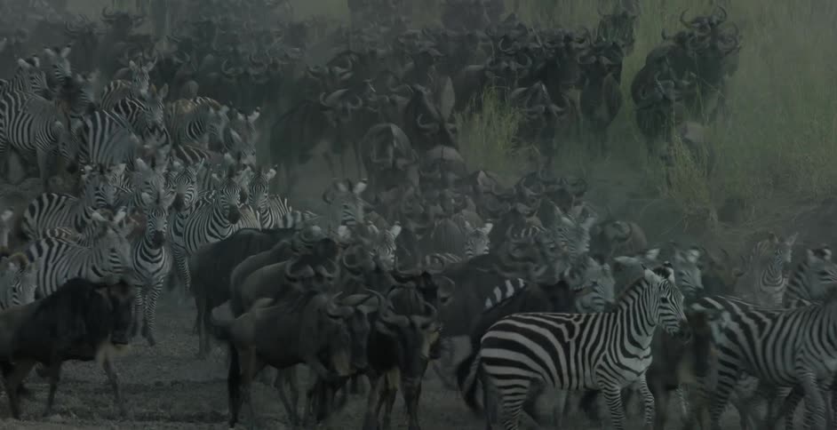 Zebras and wildebeests stampede through a dirt field