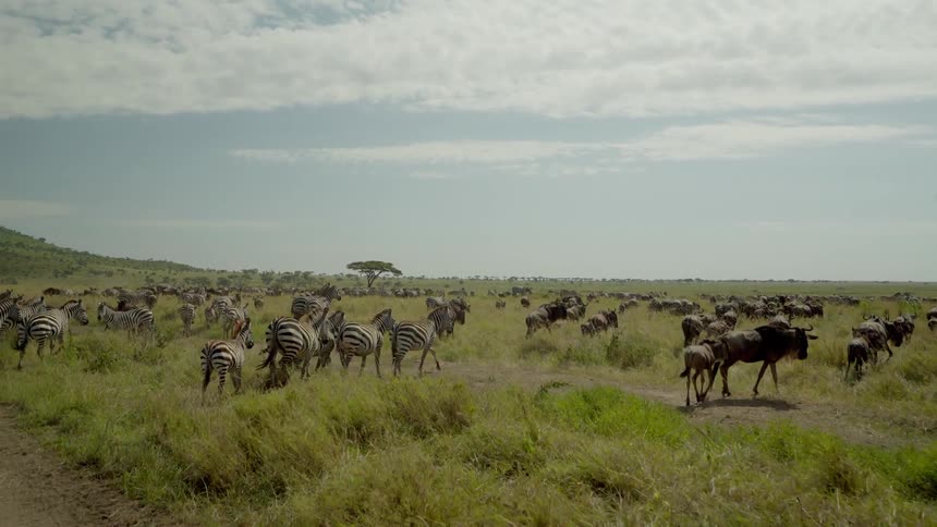 Zebras and wildebeest graze in a field
