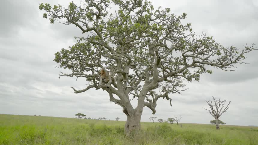 A tree stands in a grassy field on a cloudy day