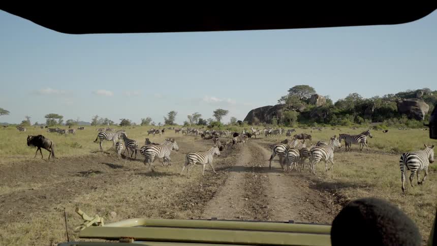 Zebra run across the field on a sunny day
