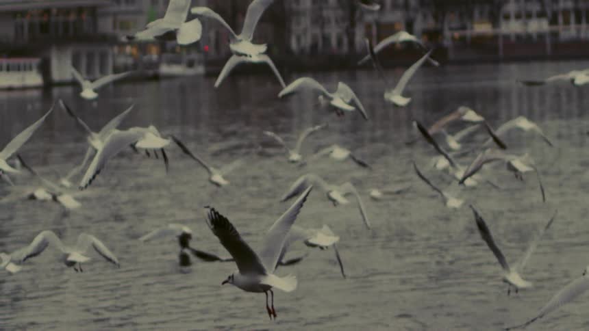 Seagulls fly above the water near a city
