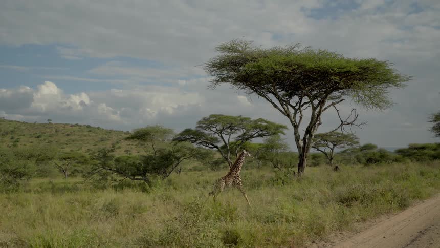 A young giraffe is running across a dirt road during the day