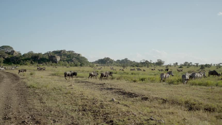 A herd of buffalo are marching across the plains