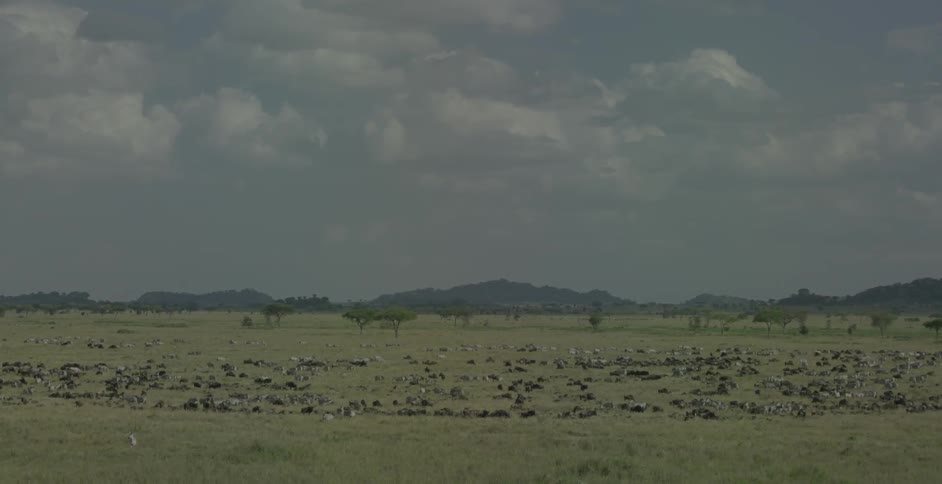 A herd of animals covers a rural field on a cloudy day
